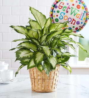 Get Well Green Plant With Balloon Flower Bouquet