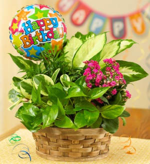 Happy Birthday Blooming Dish Garden Flower Bouquet