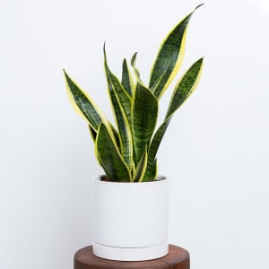 Sansevieria Potted Plant Flower Bouquet