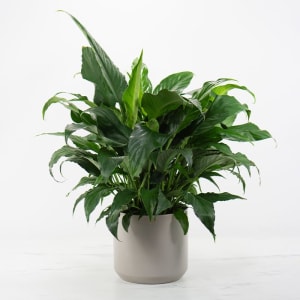 Peace Lily Plant Flower Bouquet