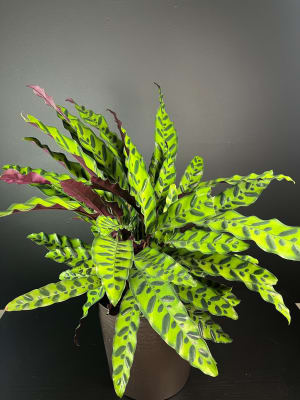 Rattlesnake Plant Flower Bouquet