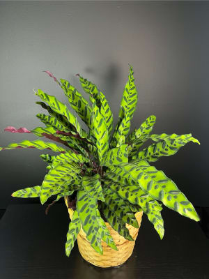 Rattlesnake Plant Flower Bouquet