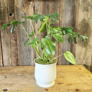 Monstera Deliciosa Flower Bouquet