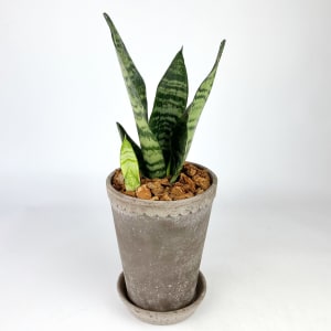 SANSEVIERIA (SNAKE PLANT) Flower Bouquet