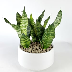 SANSEVIERIA (SNAKE PLANT) Flower Bouquet