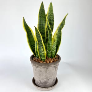 SANSEVIERIA (SNAKE PLANT) Flower Bouquet