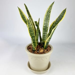 SANSEVIERIA (SNAKE PLANT) Flower Bouquet