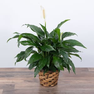 PEACE LILY PLANT Flower Bouquet
