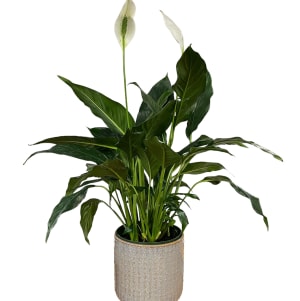 Peace Lily (spathiphyllum) Flower Bouquet