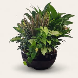 Green Dish Garden -Premium Flower Bouquet