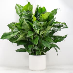 Peace Lily Plant Flower Bouquet