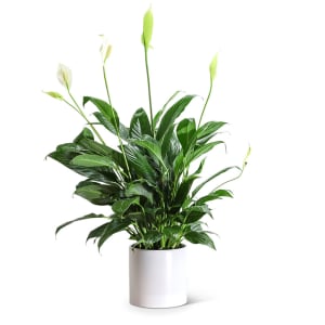 Peace Lily Plant Flower Bouquet