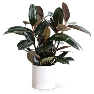 Rubber Tree Plant Flower Bouquet