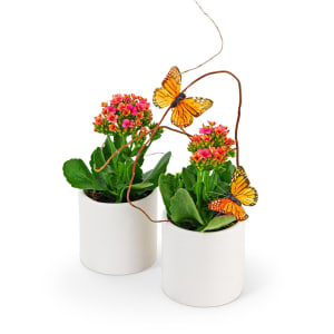 Kalanchoe Garden Duo Flower Bouquet