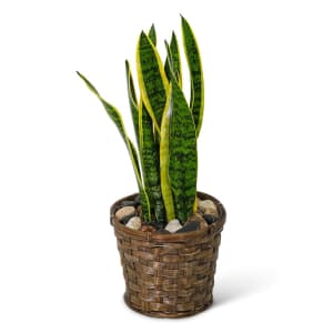 Sansevieria Plant in Basket Flower Bouquet