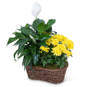 Peace Lily with Yellow Mum Plant Flower Bouquet