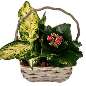 Small Wicker Basket Planter Flower Bouquet