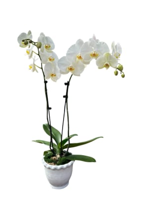 Tranquil Orchid Flower Bouquet