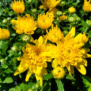 Mums (Chrysanthemums) Flower Bouquet