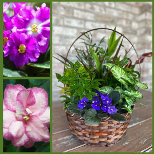 African Violet Planter - Plants & Botanicals Flower Bouquet