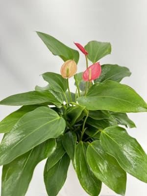 Anthurium