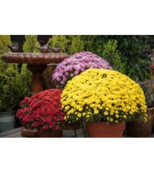 Fall Hardy Mums Flower Bouquet