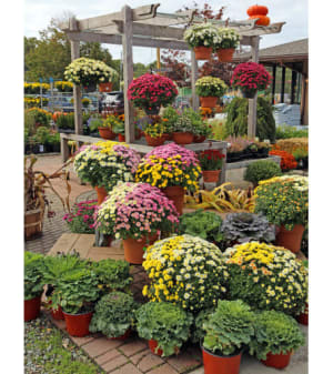 Fall Hardy Mums Flower Bouquet