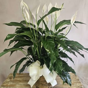 Sympathy Peace Lily Flower Bouquet