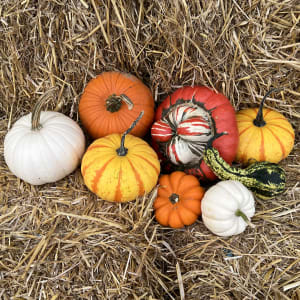 Ornamental Pumpkin Assortment Flower Bouquet