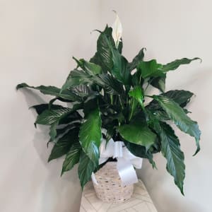 Large Peace Lily Flower Bouquet