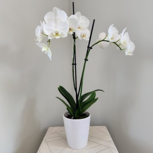 Snow White Orchid Flower Bouquet