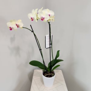 Marshmallow Orchid Flower Bouquet