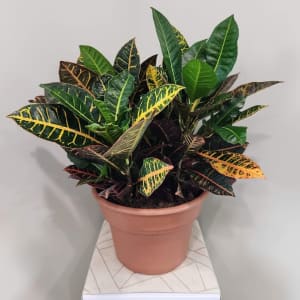 Large Croton Planter Flower Bouquet