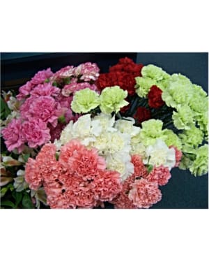 WRAP CARNATIONS Flower Bouquet