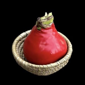 Amaryllis Bulb Basket Flower Bouquet