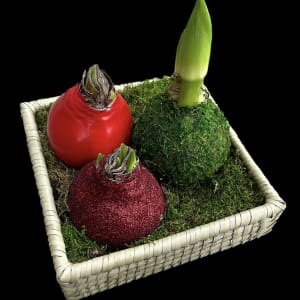Amaryllis Bulb Basket Flower Bouquet