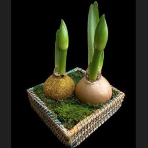 Amaryllis Bulb Basket Flower Bouquet