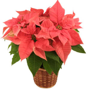 PRETTY IN PINK POINSETTIA Flower Bouquet