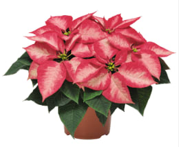 Ice Crystal Poinsettia Flower Bouquet