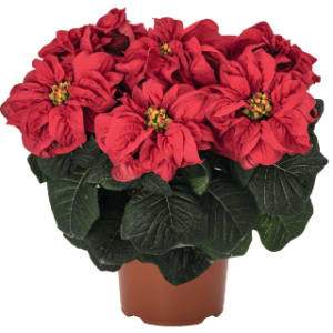 Extra Small Poinsettia Flower Bouquet
