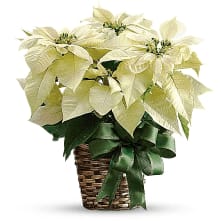 White Poinsettia Flower Arrangement White Poinsettia Flower Bouquet