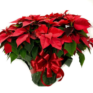 Fabulous Red Poinsettia - Limited Time, Order Early! Flower Bouquet