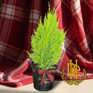 Mini Christmas Tree Flower Bouquet