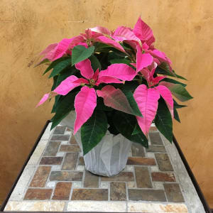 Poinsettia 4" Flower Arrangement Poinsettia 4" Flower Bouquet