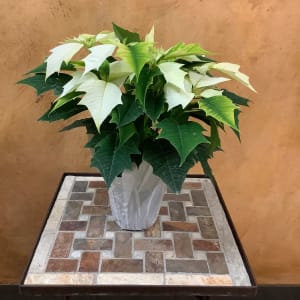 Poinsettia 4" Flower Arrangement Poinsettia 4" Flower Bouquet