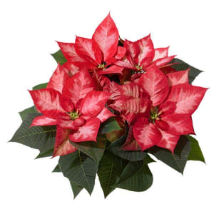 Poinsettia 4" Flower Arrangement Poinsettia 4" Flower Bouquet