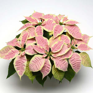 Poinsettia 4" Flower Arrangement Poinsettia 4" Flower Bouquet