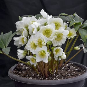 Potted Helelbore