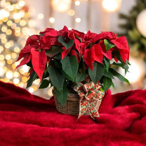 Poinsettia Flower Bouquet