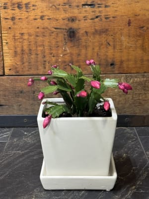 SALE! Christmas Cactus
